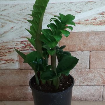 Замиокулькас Зензи.