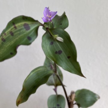 Традесканция Tinantia Pringlei variegata