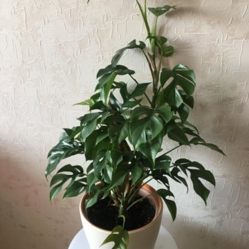 Рафидофора тетрасперма/ Монстера минима