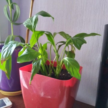 Спатифиллум (женское счастье)