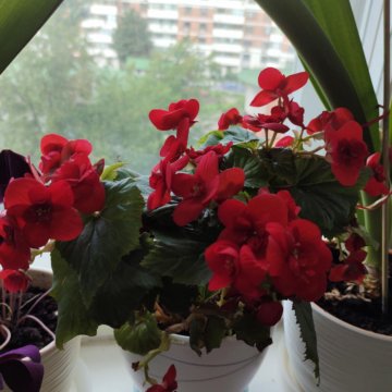 Цветок Бегония 35 см