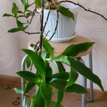 Золотой ус,каланхое