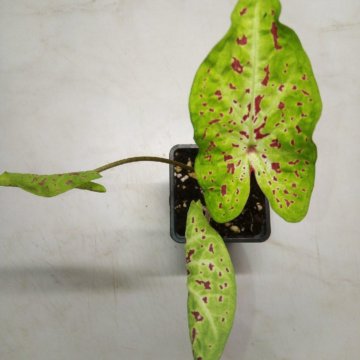 1 - каладиум miss muffet