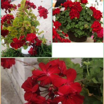 Любителям герани