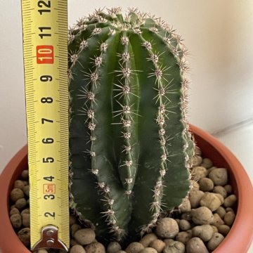Кактус эхинопсис, 12 см