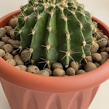 Кактус эхинопсис шаровидной формы