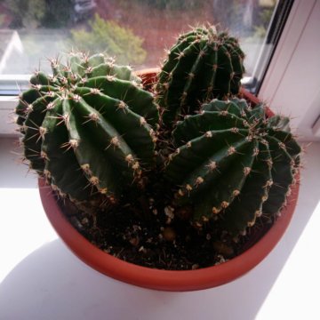 Кактус эхинопсис