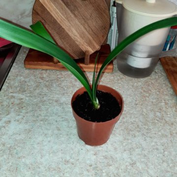 Кливия киноварная оранжевая