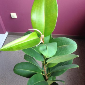 Фикус, высота 110 см.