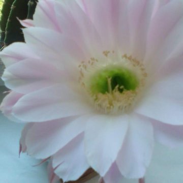 кактус Эхинопсис.