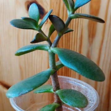 Крассула/толстянка/денежное дерево