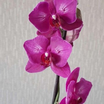 Орхидея фаленопсис бабочка Вивальди