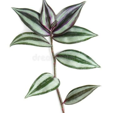 Цветок комнатный