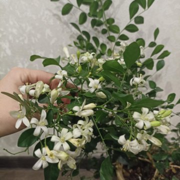 Мурайя метельчатая