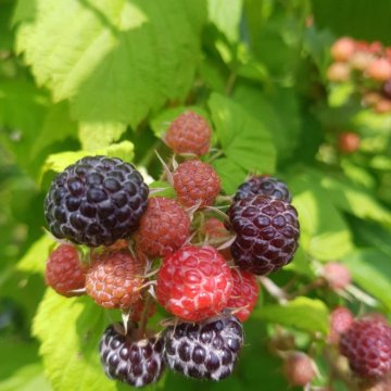 Малина Кумберленд