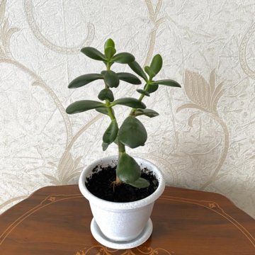 Денежное дерево толстянка