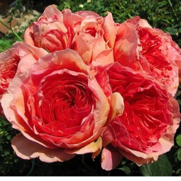 Розы Корнесобственные Япония,Франция,Англия