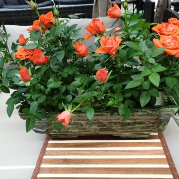 Мини-розы в кашпо ????????