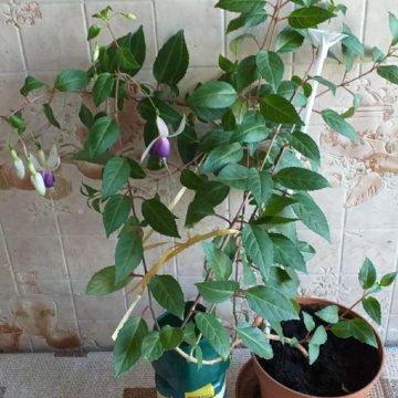 ????????????Фуксии сорт пинто де блю Хамелелн Плетистые