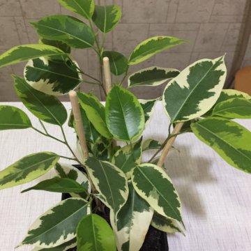 Фикус Бенджамина пестролистный