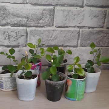 Мурайя метельчатая (красноплодная)