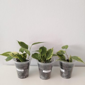 Фикус Бенджамина Кинки