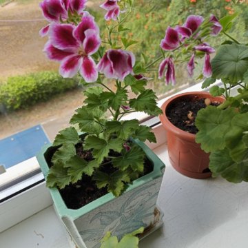 Комнатные растения