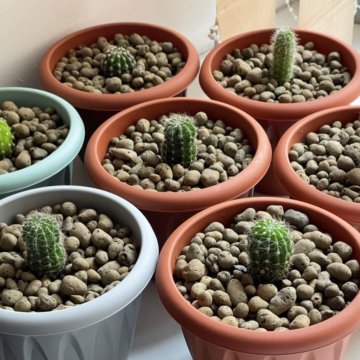 Молодые кактусы в горшочках