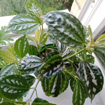 Пилея обернутая Лунная долина