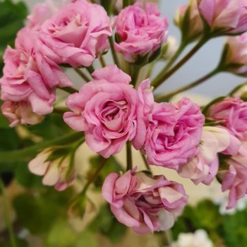 Комнатные цветы. Пеларгония герань сортовая