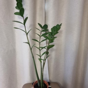 Замиокулькас