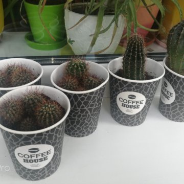 Кактус Эхинопсис