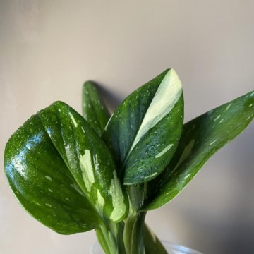 Белая Кобра