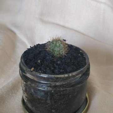 растение кактус Эхинопсис ????/ 2