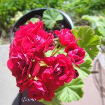 Пеларгония герань Red Rambler.