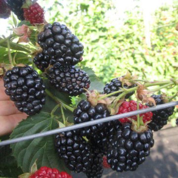 Саженцы ежевики