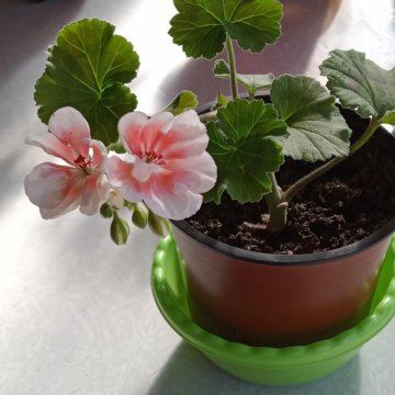 Цветок Пеларгония/ герань/