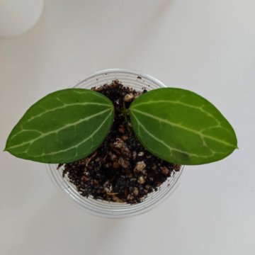 Дисхидия Овата, арбузик