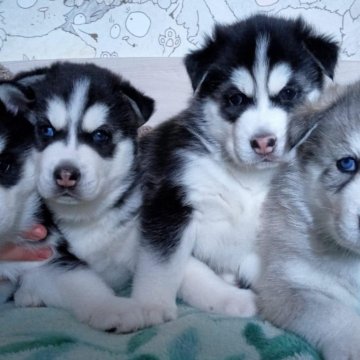 Юрга животные. Щенки хаски 1 месяц. Щенок хаски 1.5 месяца. Хаски флаффи. Сибирский хаски 1.5 месяца.