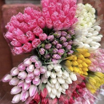 Луковица тюльпанов оптом и в розницу