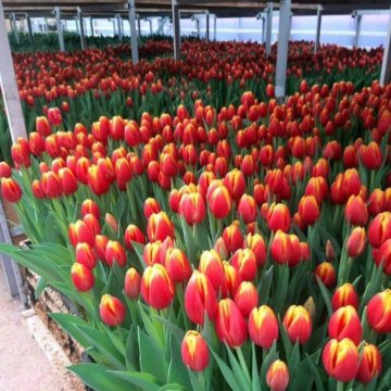 Луковица тюльпанов оптом и в розницу