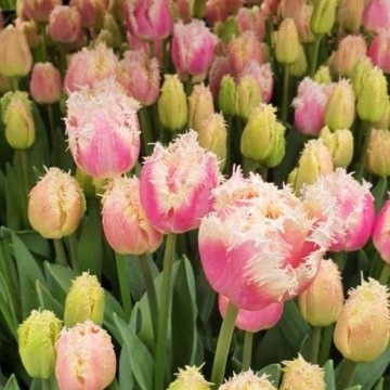 Луковица тюльпанов оптом и в розницу