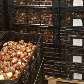 Луковица тюльпанов оптом и в розницу