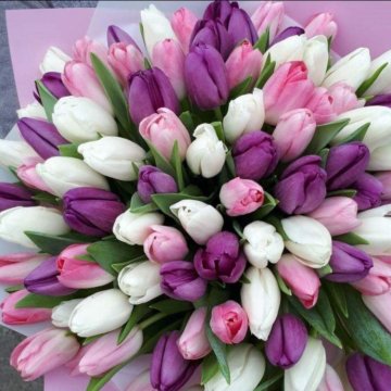 Луковица тюльпанов оптом и в розницу