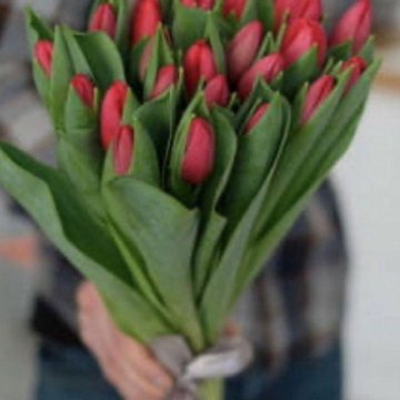 Луковица тюльпанов оптом и в розницу