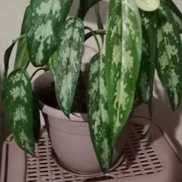 Спатифиллум(женское счастье)