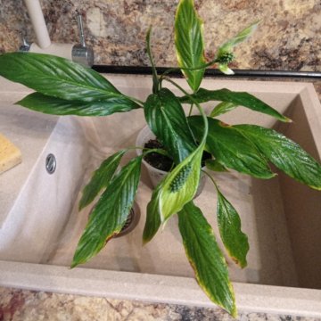 Спатифиллум Сильвер Купидо