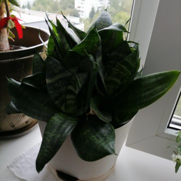 Цветок сансевиерия с горшком