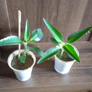 Каланхое лечебное.