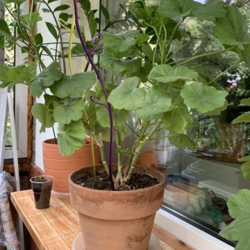 Герань пеларгония